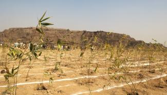 Hon’ble Lt. Governor planted bamboo trees at the Bhalswa Landfill Site along with Hon’ble CM Smt. Rekha Gupta