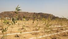 Hon’ble Lt. Governor planted bamboo trees at the Bhalswa Landfill Site along with Hon’ble CM Smt. Rekh Gupta 
